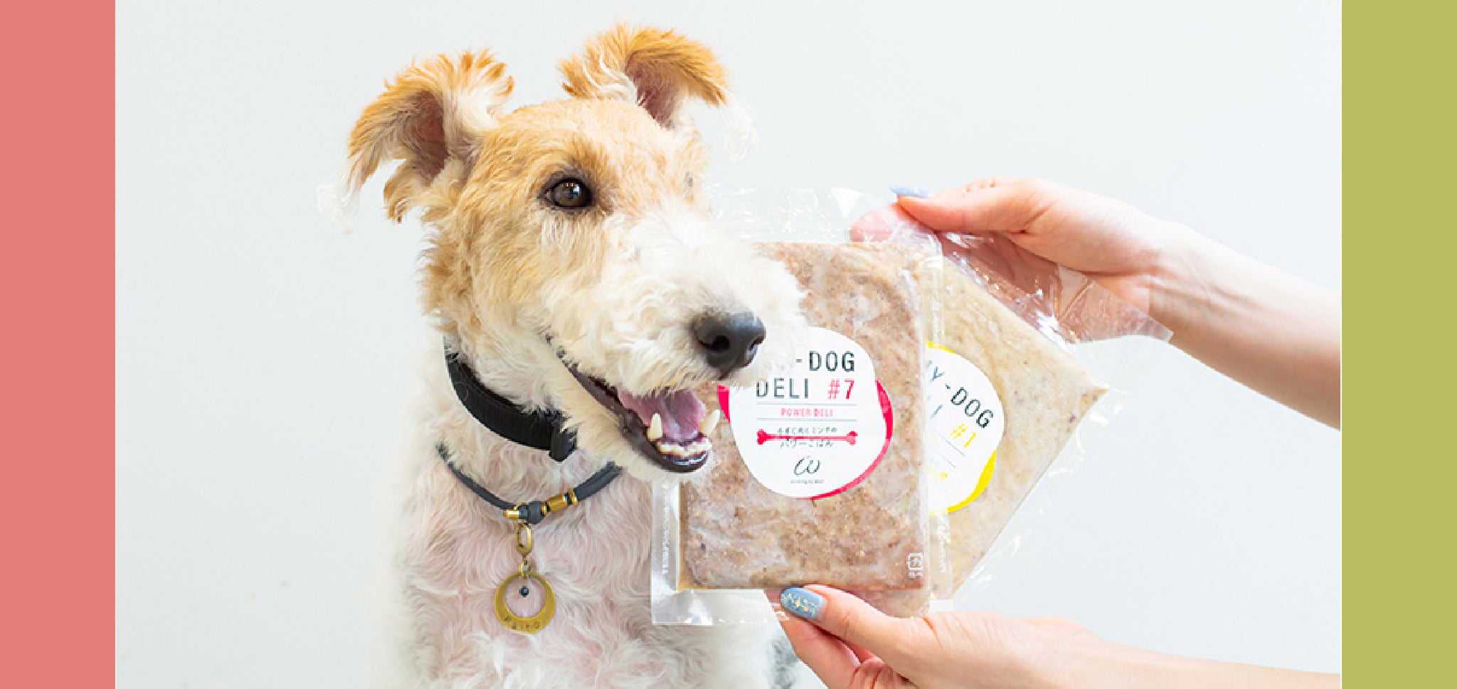 <span class="title">MY-DOG DELI(マイドッグデリ)に</span><br><span class="title">慣れるまでの与え方</span>